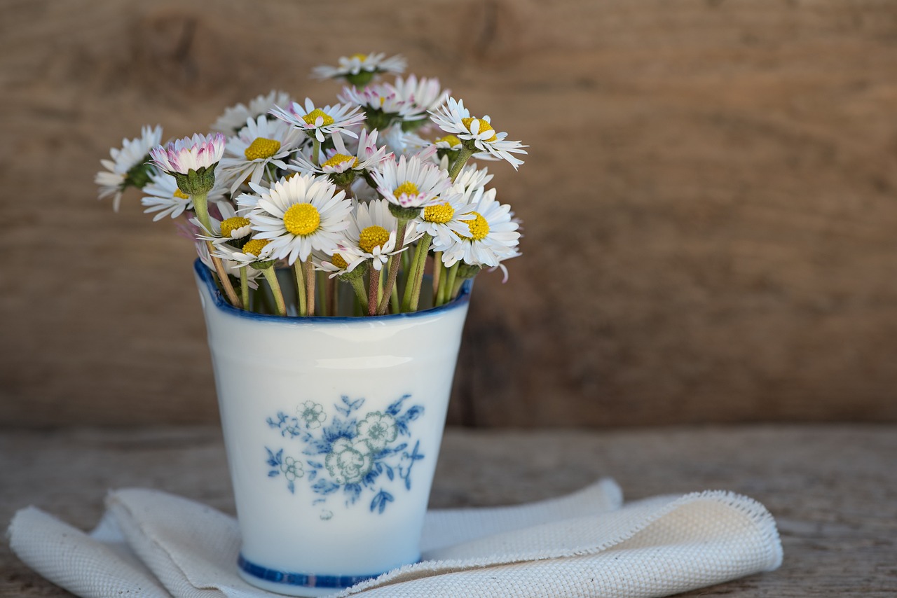 Gaensebluemchen in Vase