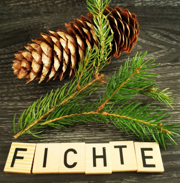 Fichte1